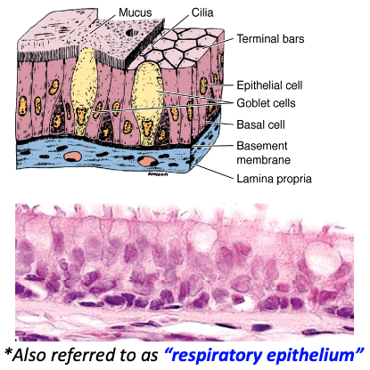<p>What are common features and associations of pseudostratified epithelium?</p>