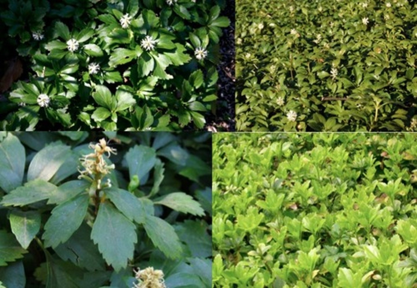 <p>Pachysandra</p>