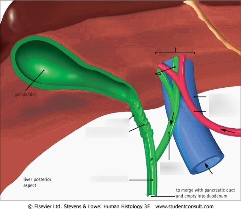 <p>What do all these make up (this is the posterior liver)</p>