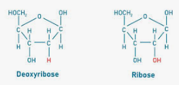 <p>A sugar is bonded to the base</p><p>in DNA the sugar is deoxyribose (OH H at the base)</p><p>in RNA the sugar is ribose (OH OH at the base)</p><p>difference in structure and function between the two</p>