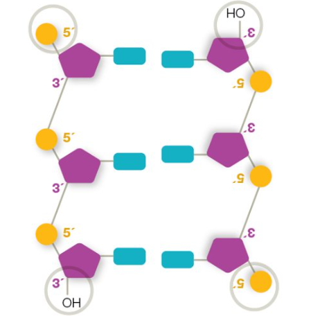 <p>one strand runs 5’ to 3’ and the other strand runs 3’ to 5’. allows complementary bases of DNA to bond</p>