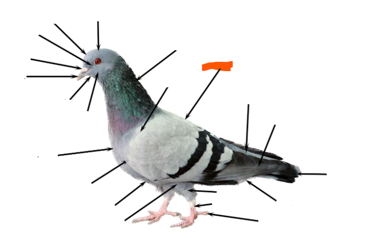 term image