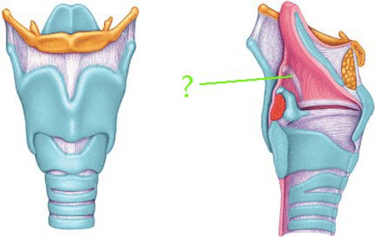 <p>Identify the indicated structure.</p>