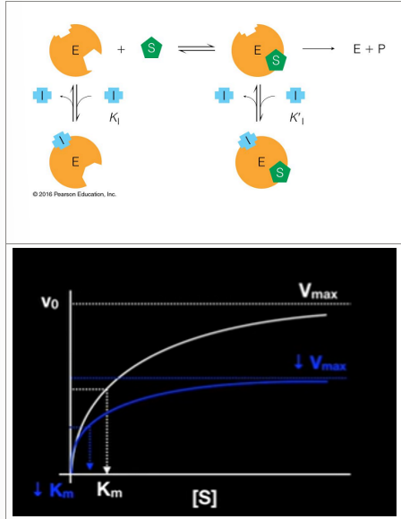 <ul><li><p><strong>Binds to enzyme with or without substrate</strong></p><ul><li><p>Binds to<strong> regulatory site </strong>(not the active site)</p></li><li><p><strong>Inhibits both </strong>regulatory binding and catalysis</p><ul><li><p><span><em>Decreases Vmax and Km</em></span></p><ul><li><p>If binds before substrate binds to enzyme, then changes active site</p></li><li><p>If binds to the ES at secondary site, then affects catalysis because not binding active site</p></li></ul></li></ul></li></ul></li></ul><p></p>