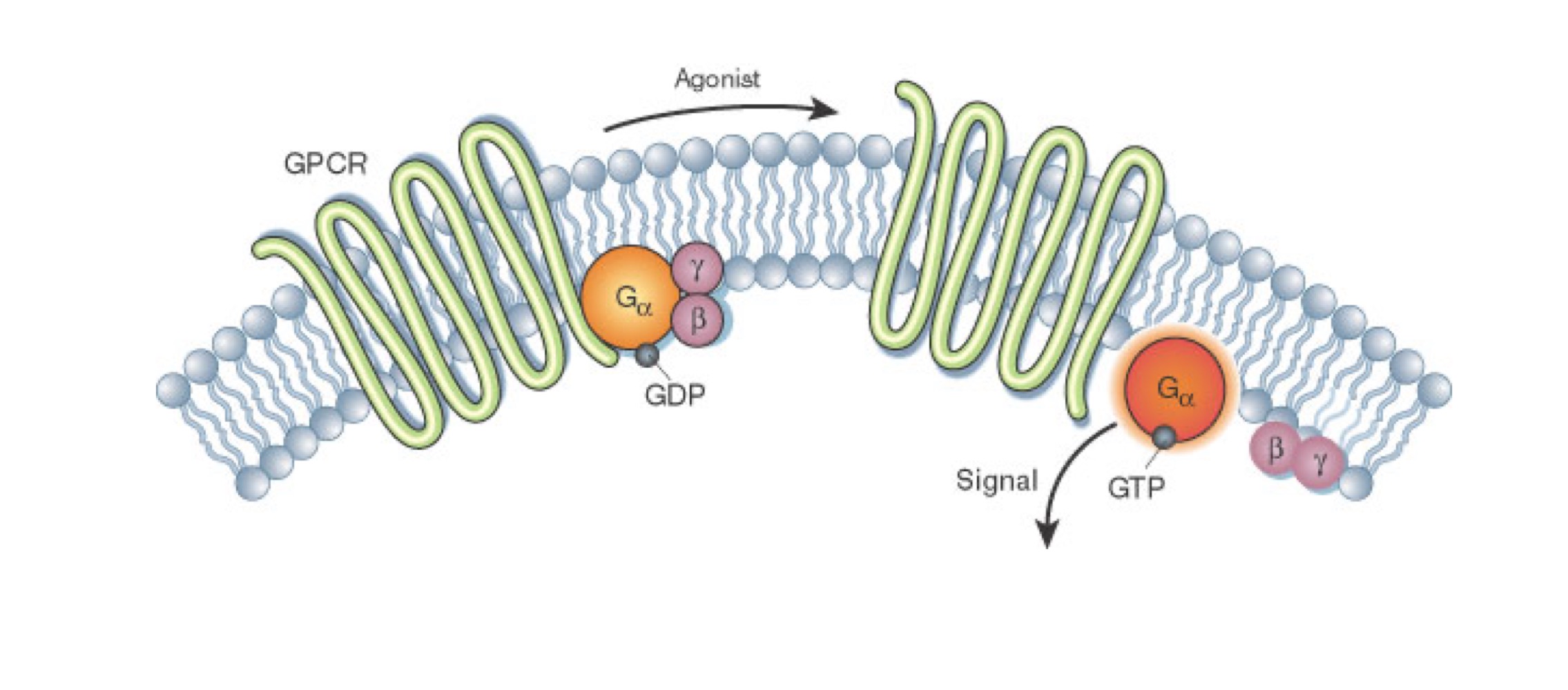 <p>– 7 domaines transmembranaires<br>– Protéine G composée des sous-unités α, β et γ</p>