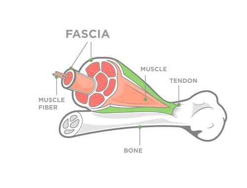 <ol><li><p><strong>Tendon: </strong>A band of fibrous tissue, which <strong>attaches the muscle to the bone.</strong></p><ul><li><p>Aponeurosis is a broad fibrous sheet with a similar function.</p></li></ul></li><li><p><strong>fascia:</strong> CT membrane covering the muscle,<strong> separates the muscles and binds them into position.</strong></p></li></ol><p></p>