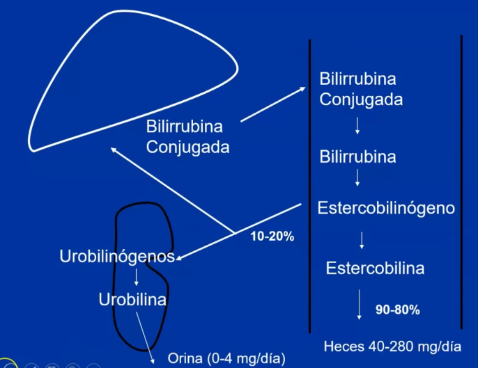 <p>Llega la bilirrubina conjugada al intestino, al duodeno, y por acción de la microbiota, se desconjuga</p><p><mark data-color="#a16c3c" style="background-color: #a16c3c; color: inherit">Estercobilinógeno y Estercobilina</mark> (mayormente en las heces)</p><p>Parte del se reabsorbe: y va hacia el <strong>Hígado </strong>(para volver a ser conjugado)</p><p>Otra parte se filtra por los riñones y se encuentra en la orina como <mark data-color="#ecd243" style="background-color: #ecd243; color: inherit">Urobilina</mark></p>