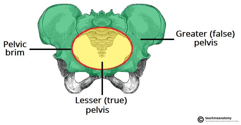 <p>portion of pelvis inferior to the pelvic brim</p>