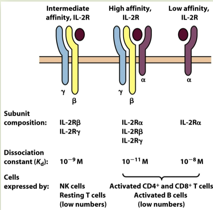 <p>multiple subunits: common subunits paired w/ distinct cytokine-binding subunit to form subfamilies of receptors. resting T-cells express <span>β-chain & </span><span><span>γ</span></span><span>-chain: IL-R </span><span><span>βγ. activated cells express </span></span><span style="color: rgb(0, 0, 0);"><span>α-chain. IL-R trimeric high affinity expressed only in activated CD4+ & CD8+ T-cells</span></span></p>