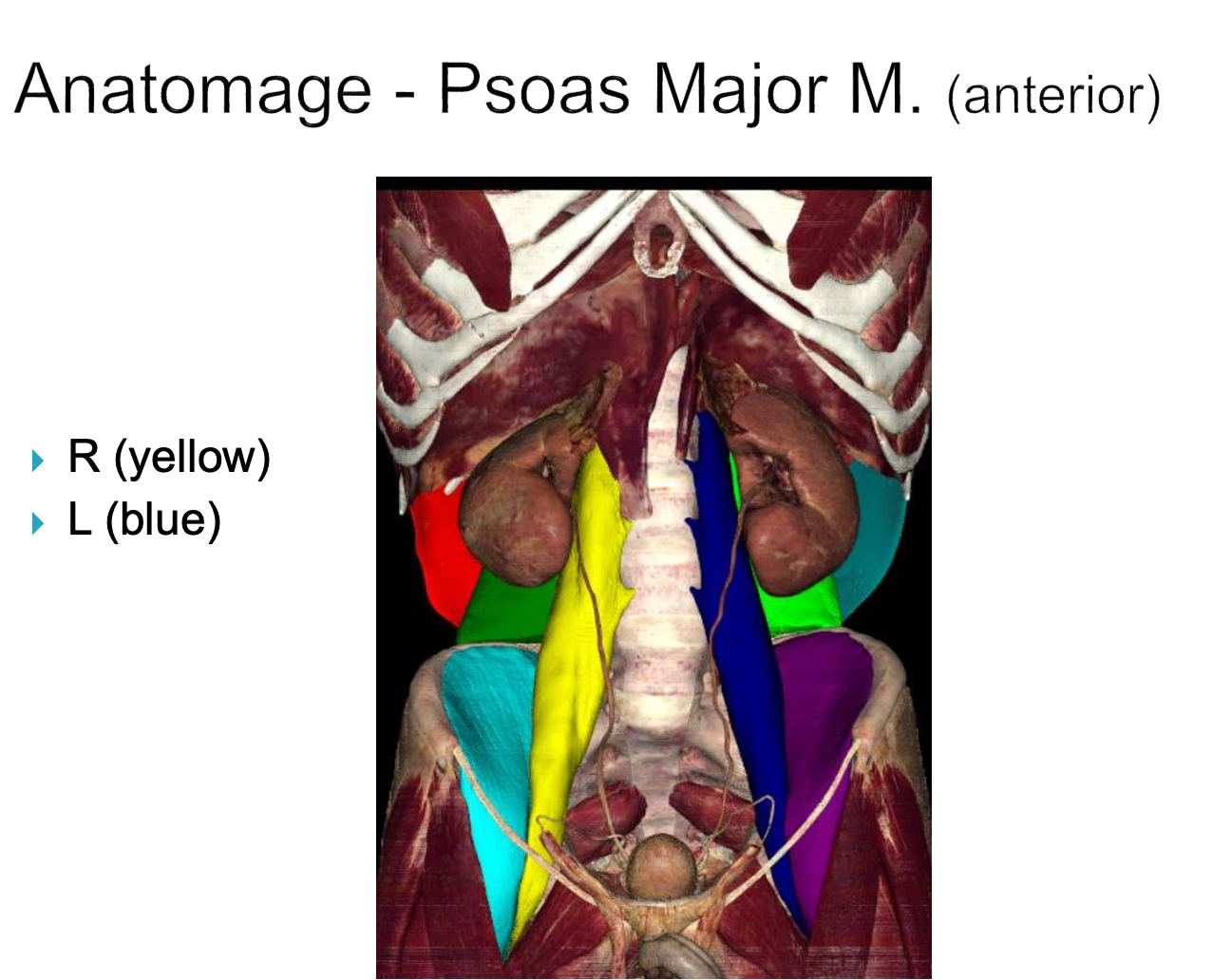 <p><strong>origin:</strong> T12-L5</p><p><strong>insertion:</strong> lesser trochanter of femur</p><p><strong>innervation:</strong> anterior rami of lumbar nerves L1-L3</p><p><strong>action:</strong> -flex thigh/hip </p><p>-lateral flexion of vertebrae column</p><p>-when sitting- flexes trunk </p>