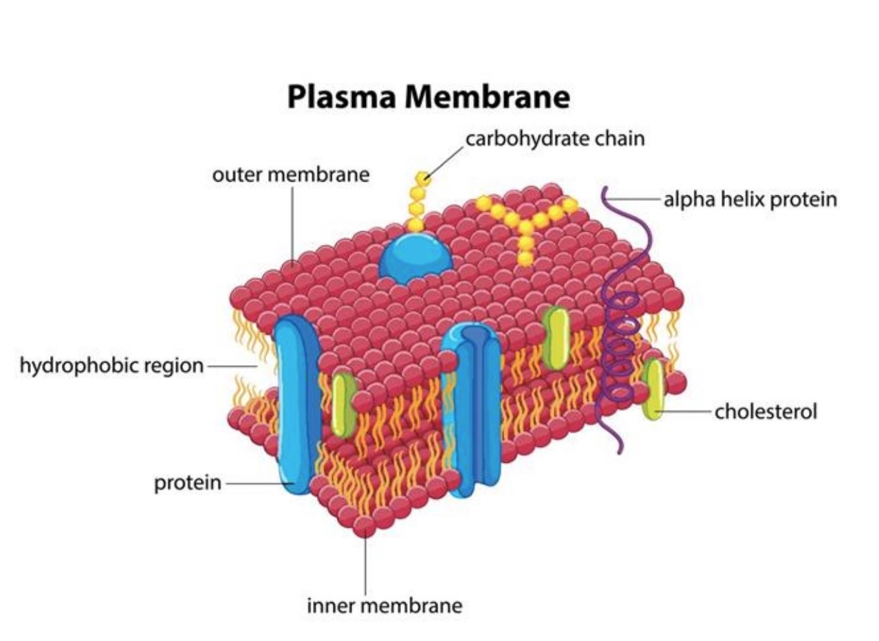 <p>plasma membrane</p>