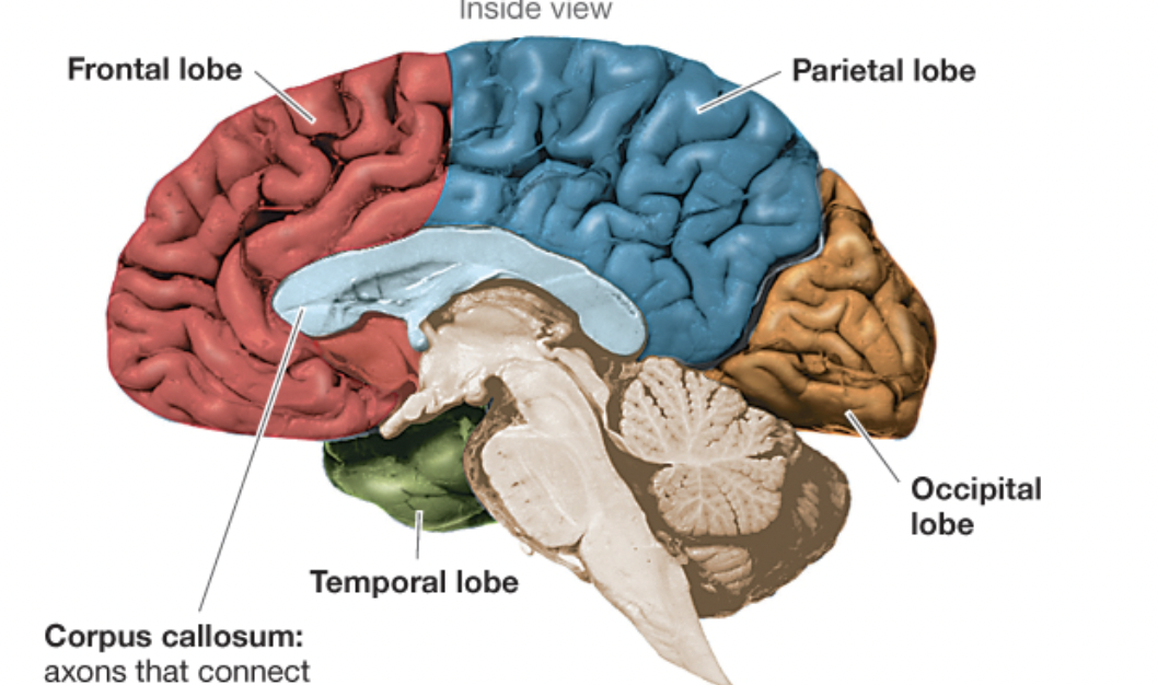 <p>frontal, occipital, temporal, parietal </p>