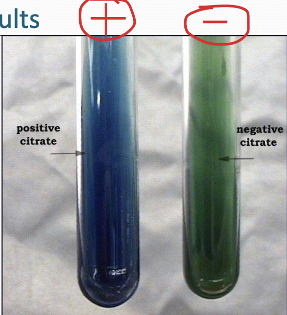 <p>Citrate A-H Reaction</p>
