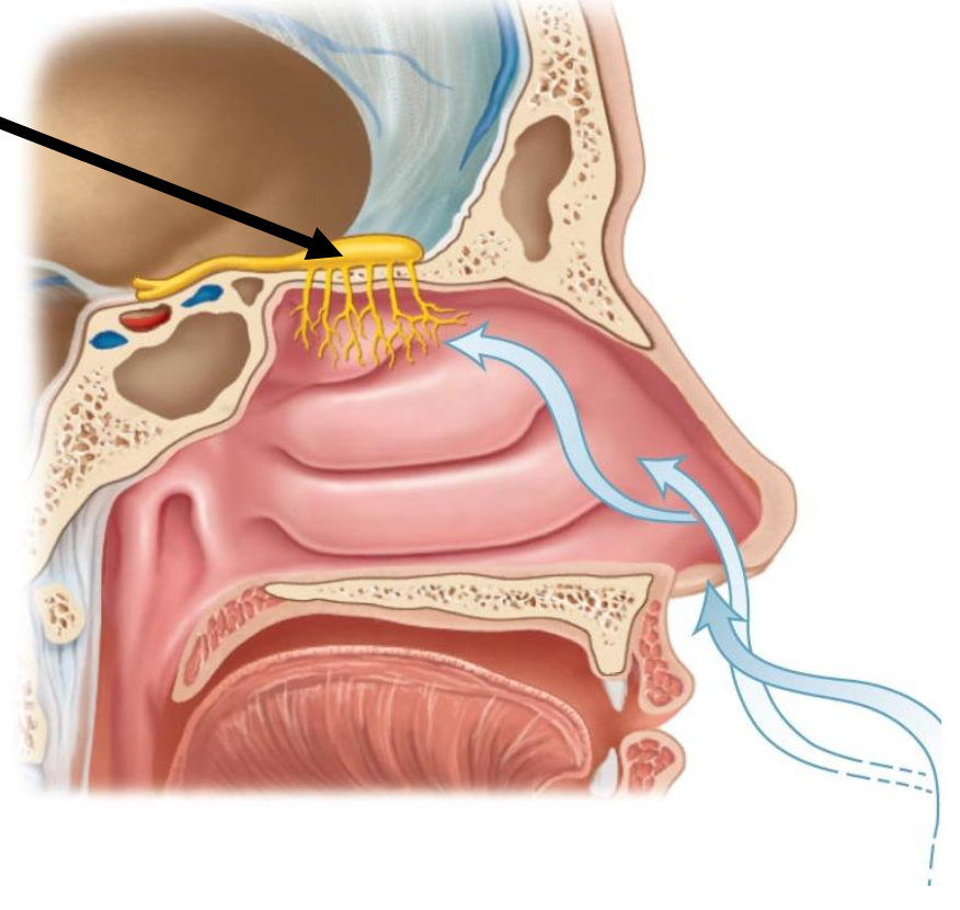 <p>The arrow is pointing to the structure known as </p><p></p><p>a. Olfactory tract</p><p>b. Olfactory bulb</p><p>c. Olfactory nerve</p><p>d. Olfactory epithelium</p>