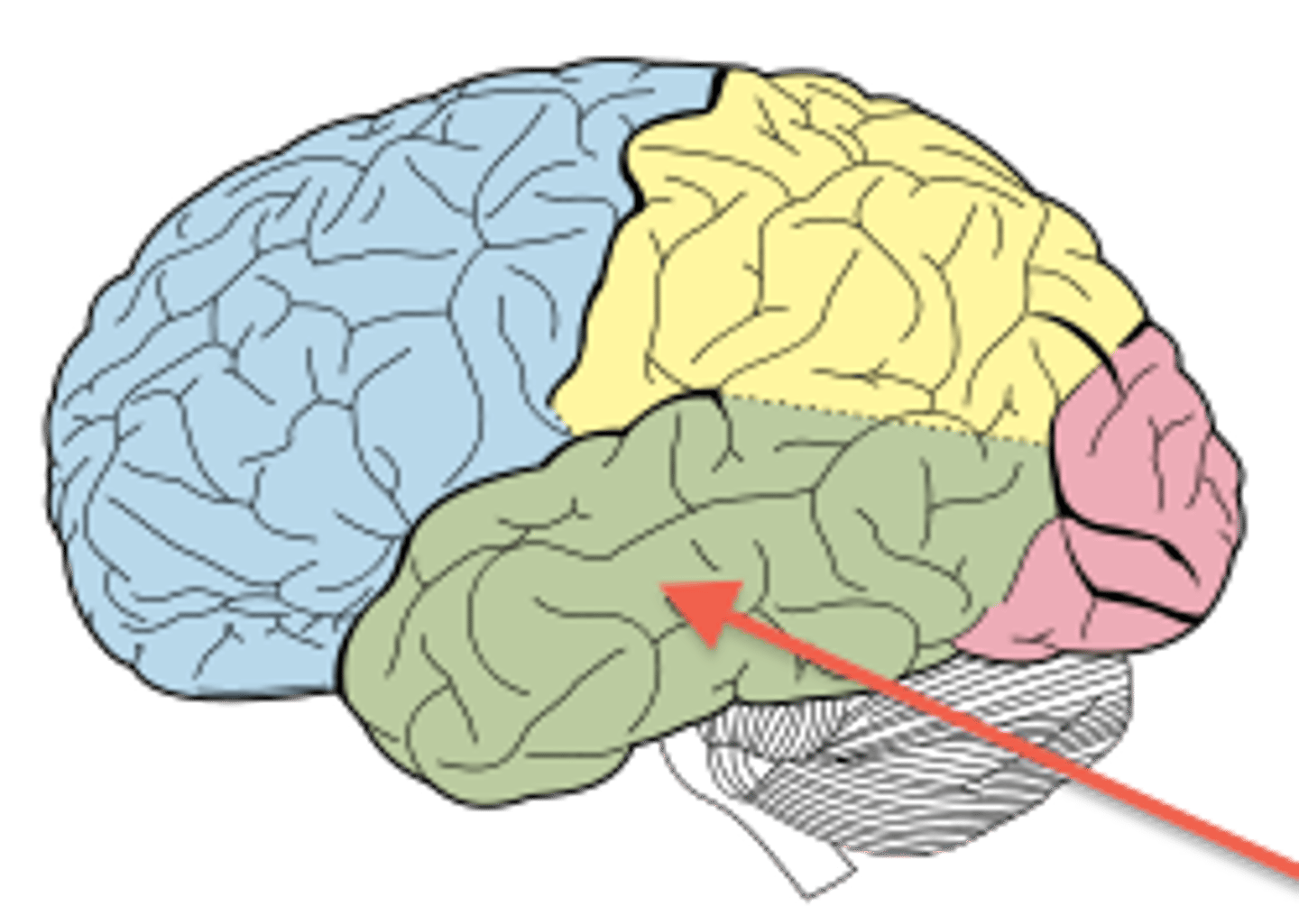 <p>Processes auditory information </p><p>(temporal lobe)</p>
