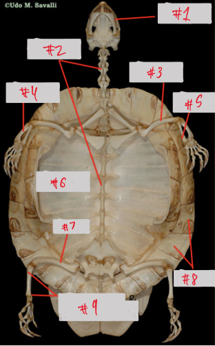 <p>7</p>