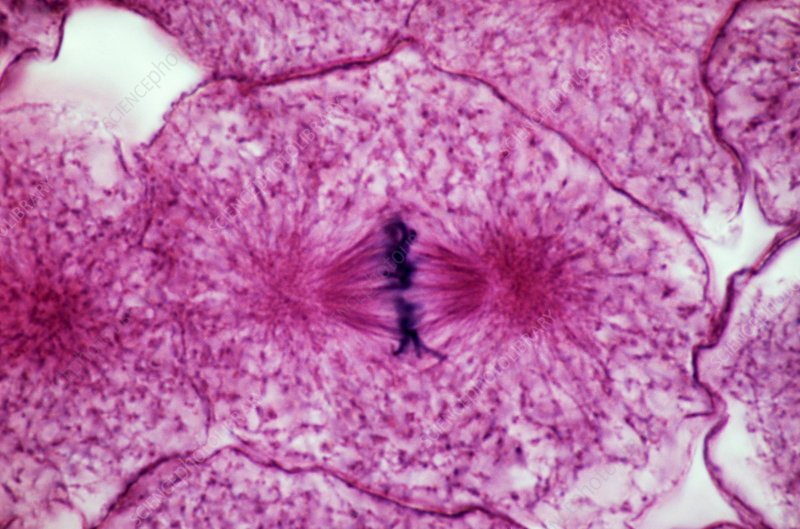 <p> The stage of cell division in which chromosomes line up along the cell’s equator (metaphase plate) before being separated.</p>