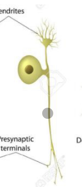 What type of neuron is this?