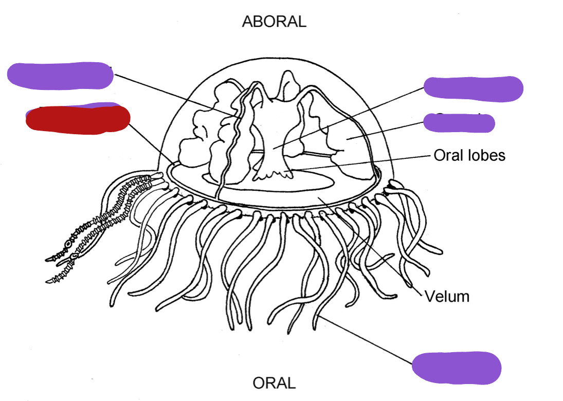 <p>Identify the red structure</p>