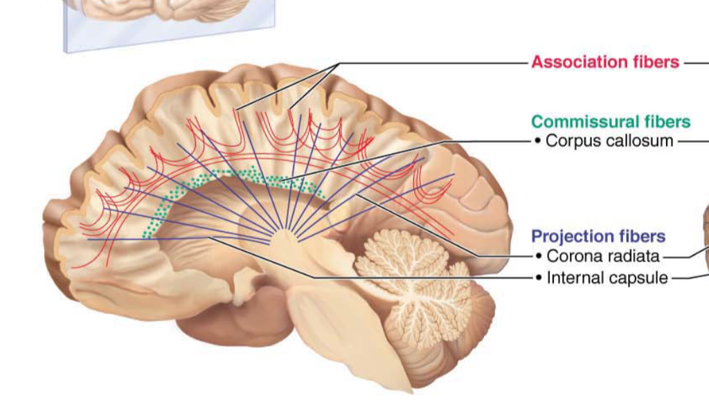 <p>A type of white matter tract that connects the cortex with other areas in the CNS</p><p>Run horizontally</p><p>They tie the cortex to the rest of the nervous system</p>