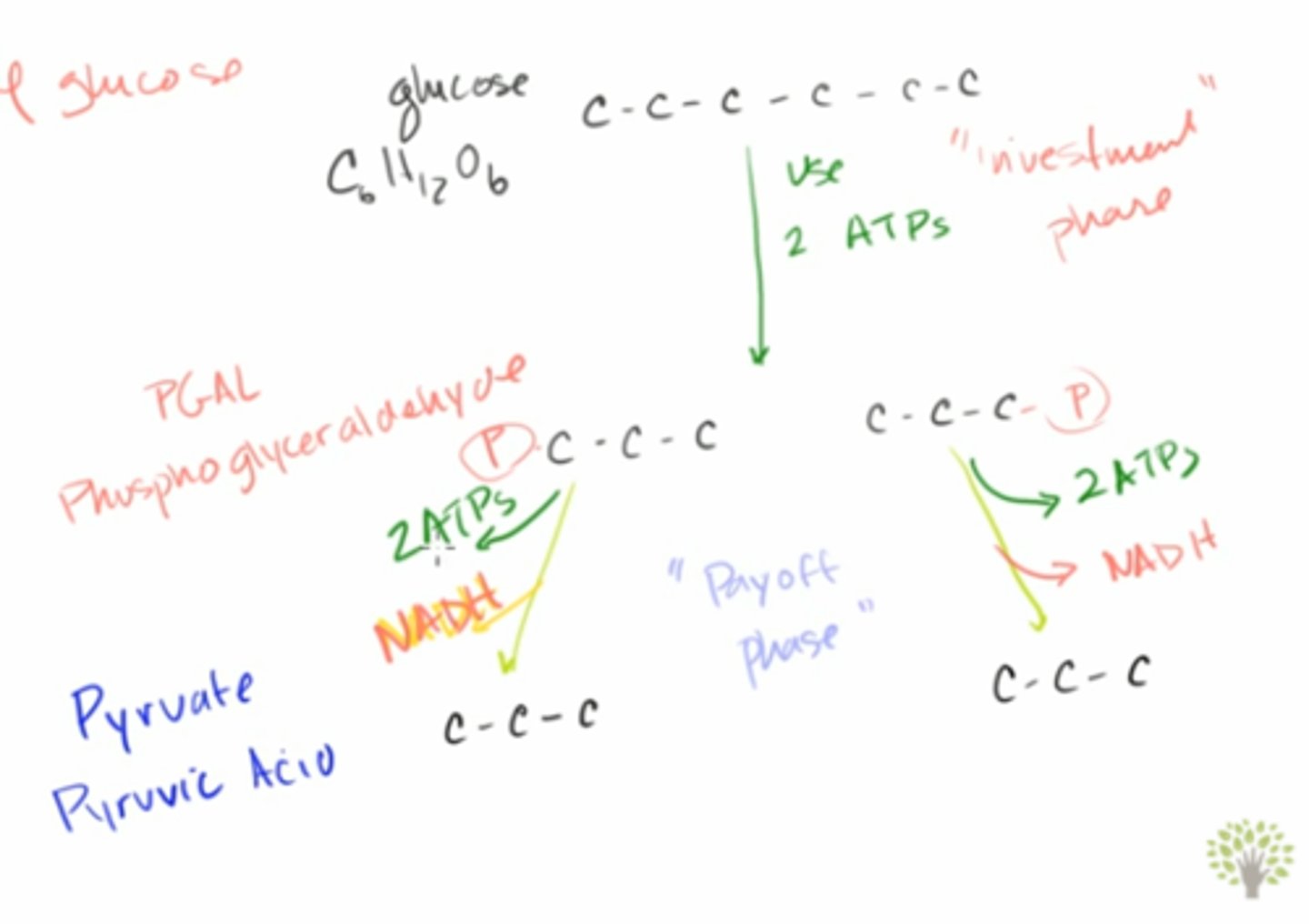 <p>The end products of the "investment phase" are two glyceraldehyde-3-phosphate molecules. It is called the investment phase because it requires 2 ATP.</p><p>During the "payoff phase", the two glyceraldehyde-3-phosphate molecules get converted into two pyruvate molecules, producing a total of 4 ATP and 2 NADH molecules.</p><p>Struggling to memorize the metabolic pathways (such as glycolysis and beta-oxidation)? Learn them like the back of your hand using Andrew's Metabolic Pathways Mastery Course @ https://mcatselfprep.com/course/andrews-metabolic-pathways-mastery-course/</p>