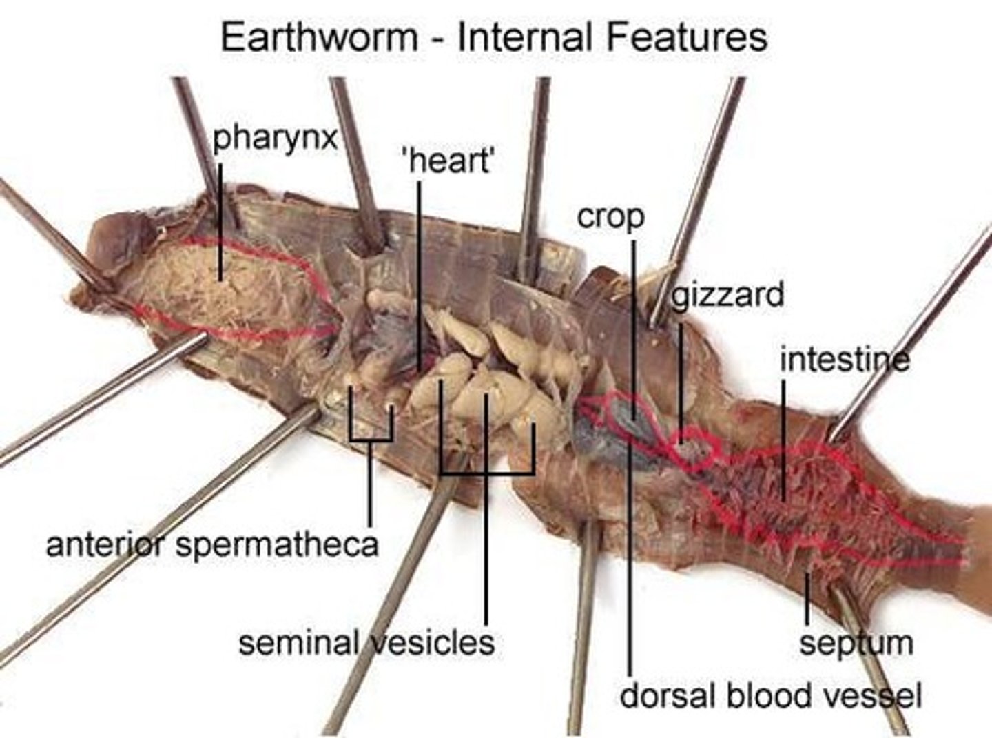 <p>Know where the crop, nerve cord, clitellum, etc. are located</p>