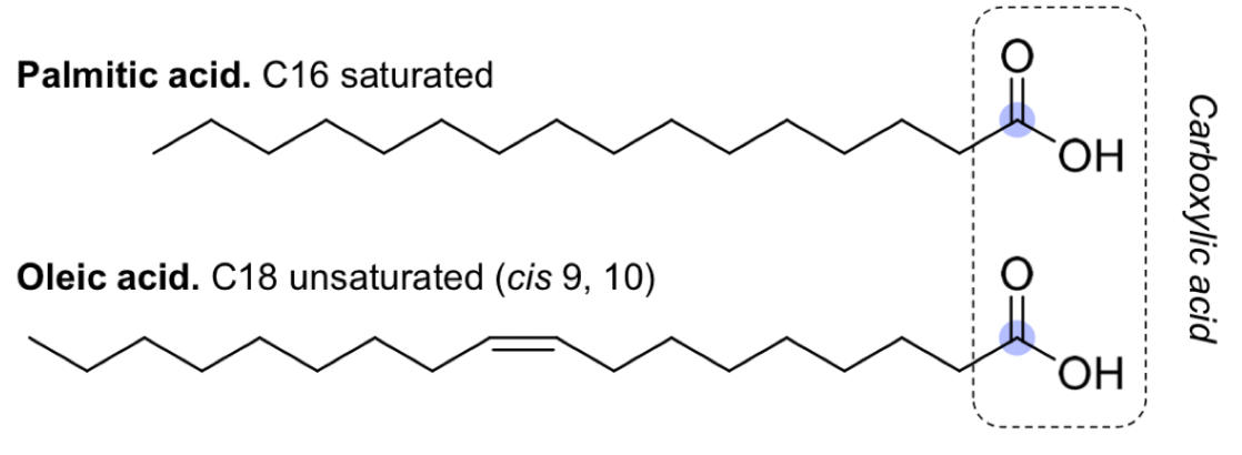 <ul><li><p><mark data-color="yellow" style="background-color: yellow; color: inherit">Carboxylic acid </mark></p><p>» polar, hydrophilic </p></li><li><p><mark data-color="yellow" style="background-color: yellow; color: inherit">Unbranched hydrocarbon chain </mark></p><p>» non polar, hydrophobic </p><p>» can be saturated or unsaturated</p><p>» between 14 to 22 Cs long</p></li></ul><p></p>