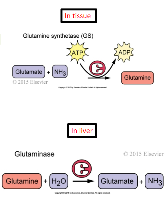 <p><strong>False</strong> - its helping to synthesize glutamine (glutamate + ammonia → glutamine). Glutamine is synthesized in the tissues because you don’t want free-floating ammonia in your body. Your body wants to pick it up from the tissues, transport and deposit it into the liver to undergo the urea cycle.</p>