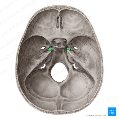 <p>large opening in sphenoid bone</p>