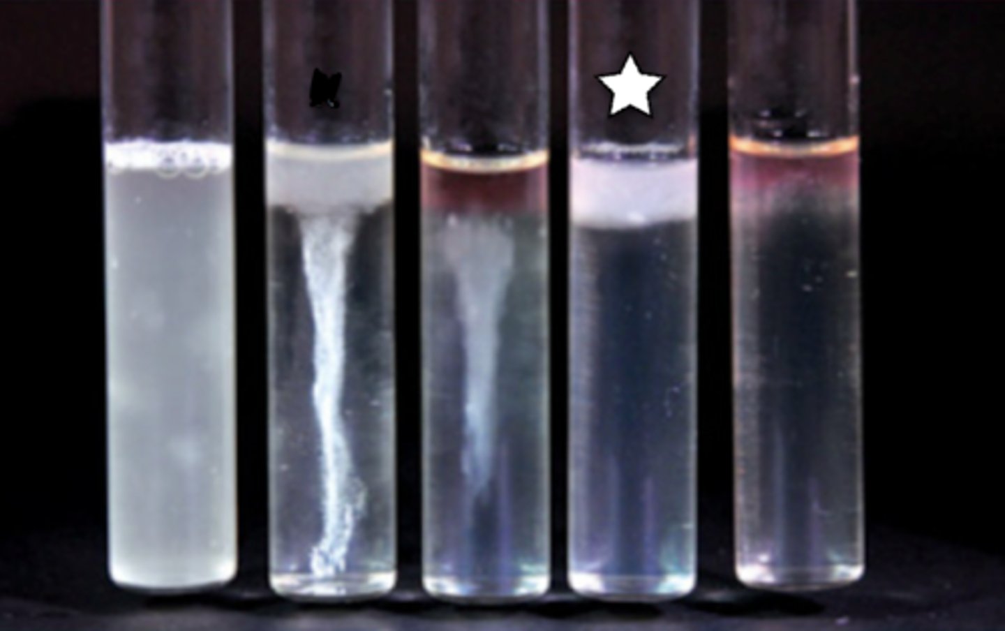 <p>FLUID THIOGLYCOLLATE BROTH</p><p>What type of organism is this based on their aerotolerance?</p>