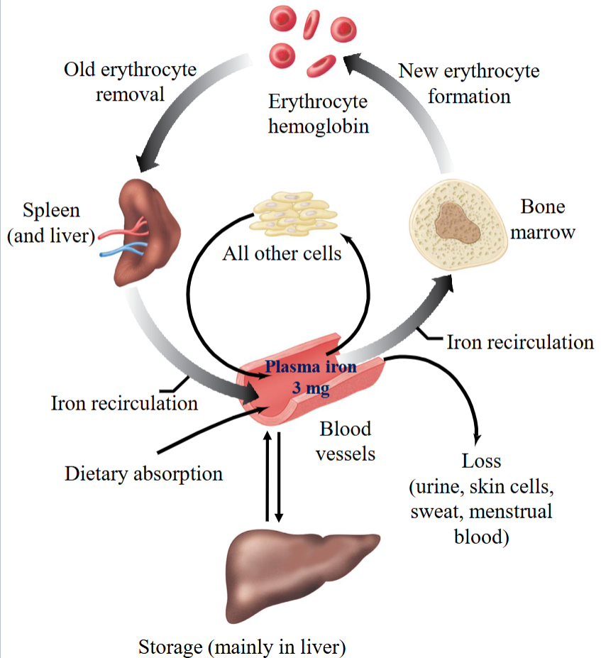 <ul><li><p>Iron levels are kept at a constant homeostatic balance because the rate of absorption from the intestine is dependent on the amount of iron lost.</p></li><li><p>If iron loss is high, then the rate of absorption from the intestine increases.</p><ul><li><p>Extra iron is stored (liver) or lost though urine, skin cells, sweat, and menstrual blood.</p></li></ul></li><li><p>Iron is bound to transferrin &amp; iron-transport plasma protein. </p></li><li><p>It is carried to the bone marrow where it is utilized in synthesizing hemoglobin. </p></li></ul><p></p>