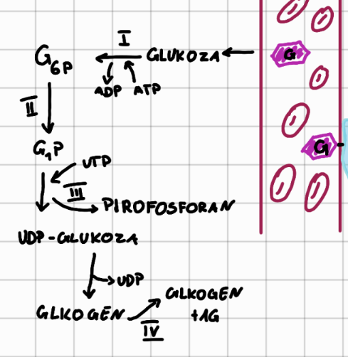 <ol><li><p>glukokinaza</p></li><li><p>fosfoglukomutaza</p></li><li><p>pirofosforylaza UDPG</p></li><li><p>syntaza glikogenu</p></li></ol>