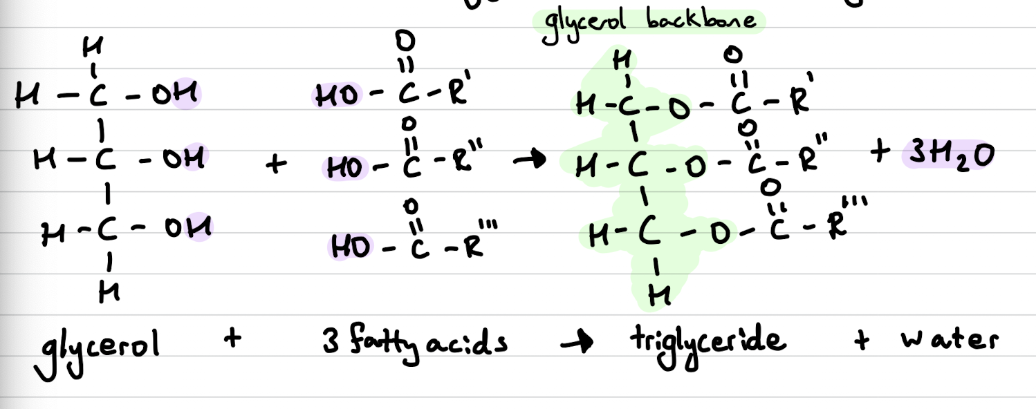 <p>Produced in a condensation reaction between a molecule of glycerol and 3 fatty acids. </p>