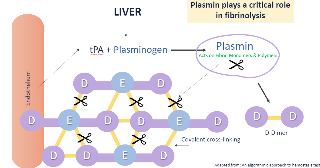 <p>tPA (tissue plasminogen activator) + plasminogen → plasmin degrades fibrin polymers’ covalent bonds</p>
