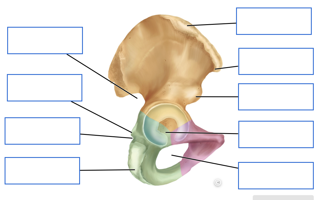 <p>Identify the bone features of the pelvic girdle (lateral view)</p>