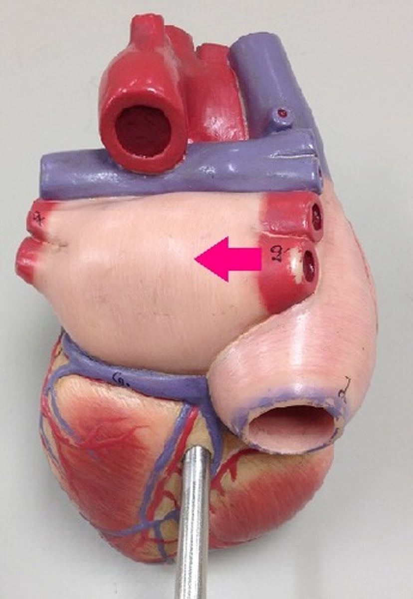 <p>Identify the chamber.</p>