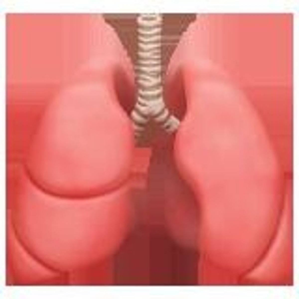 <p>Trachea, Bronchi &amp; Bronchioles, alveoli, lungs.</p>