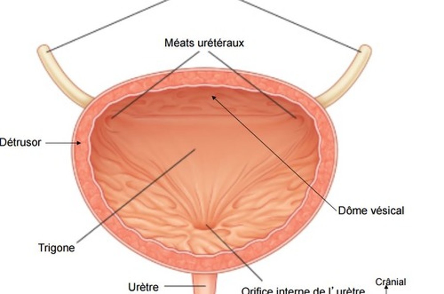 <p>Bladder (Húgyhólyag)</p>
