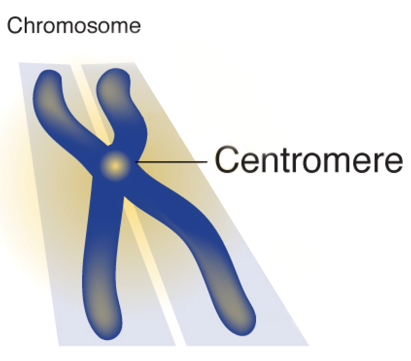 the region of the chromosome that holds the two sister chromatids together during mitosis