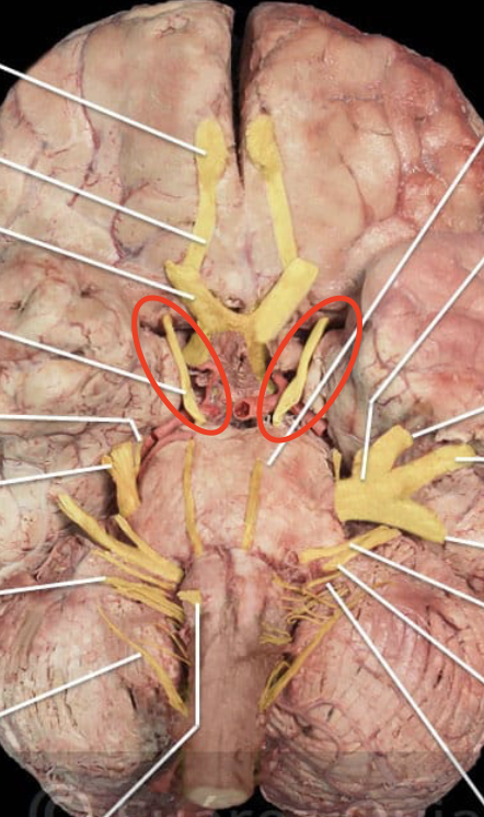 <p>The main functions: innervation to the pupil and lens, innervation to the upper eye lid, and innervation of the eye muscles that allow for visual tracking and gaze fixation</p>