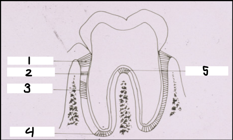 <p>What are the fibers labeled 4?</p>