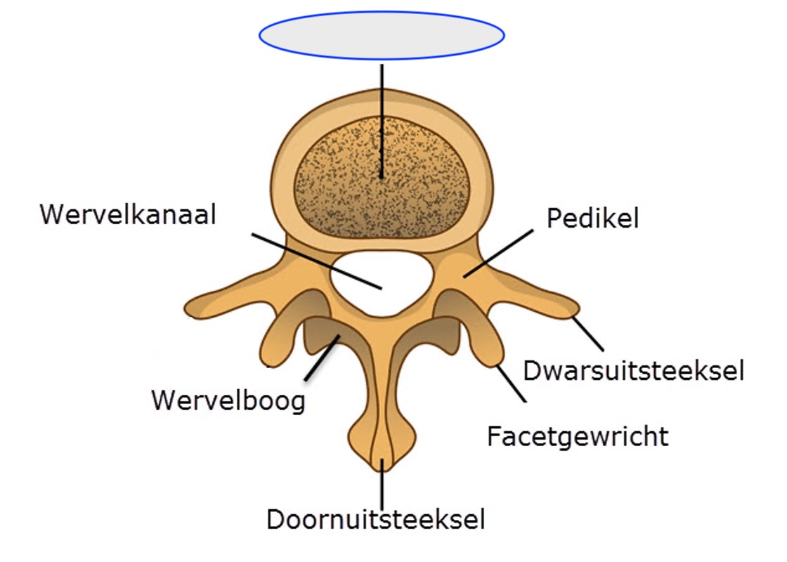 <p>wervellichaam</p>