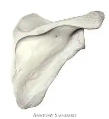 <p>Name the bone</p>