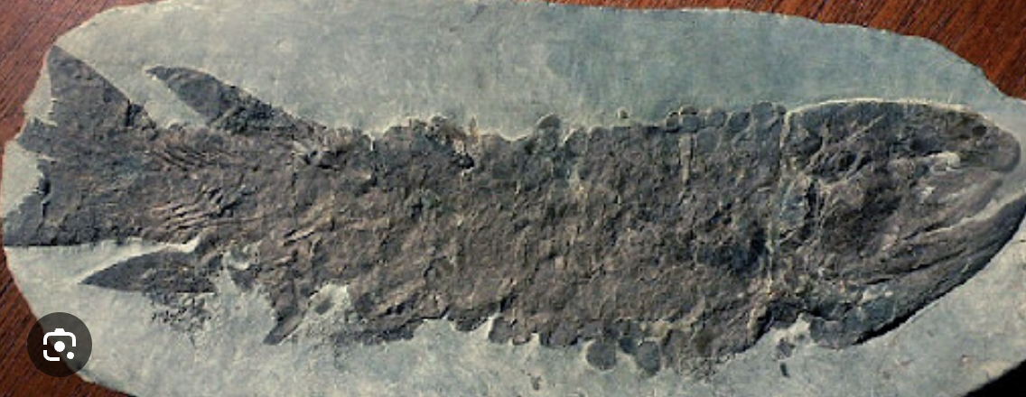 <p>Genus</p>