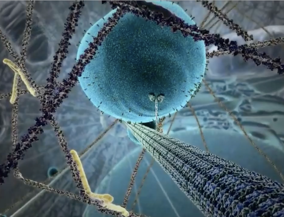 <p>What are the mechanisms of exocytosis?</p>