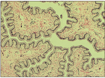 <p>Identify the structure:</p><p>Specie:</p><p>Stain used:</p>