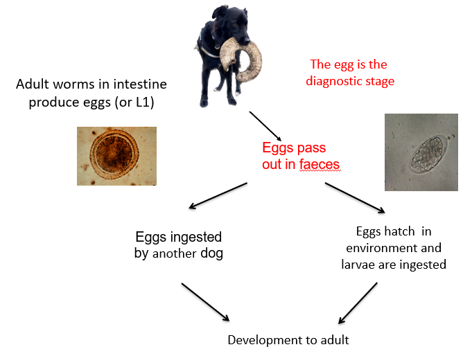 <p>What is this an example of?</p>