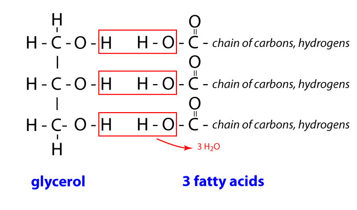 <p>storage energy, insulates body, protects organs, provides structure for the body, hydrophobic in water, can be saturated or unsaturated; hormones; cholesterol; composed of glycerol and fatty acids; HYDOPHOBIC</p>