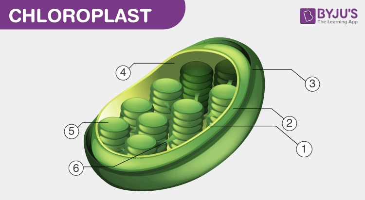 <p>label the parts of the chloroplast</p>