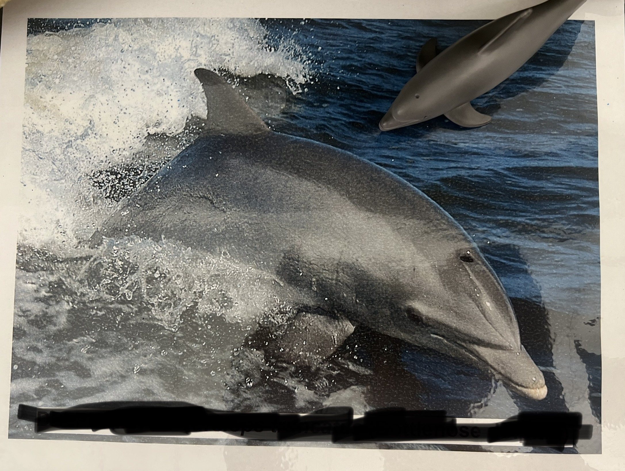 <p>Parvorder, Family, Genus and Species?</p>